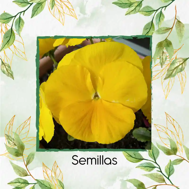 100 Semillas Orgánicas De Flor Pensamiento Amarillo