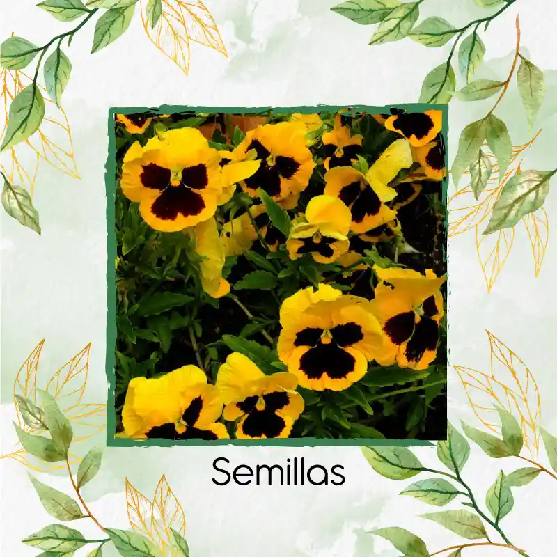 100 Semillas Orgánicas De Flor Pensamiento Amarillo