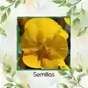 100 Semillas Orgánicas De Flor Pensamiento Amarillo