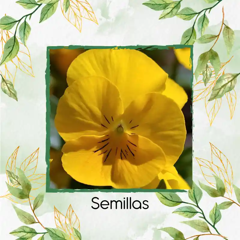 100 Semillas Orgánicas De Flor Pensamiento Amarillo