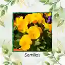 100 Semillas Orgánicas De Flor Pensamiento Amarillo