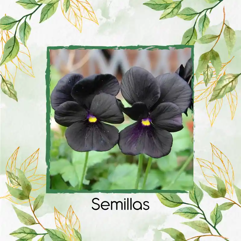 200 Semillas Orgánicas De Flor Pensamiento Casi Negro