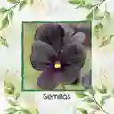 400 Semillas Orgánicas De Flor Pensamiento Casi Negro