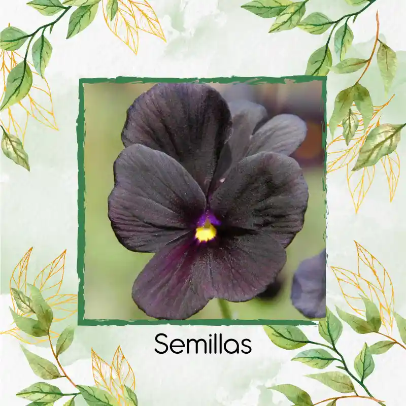 400 Semillas Orgánicas De Flor Pensamiento Casi Negro