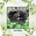 400 Semillas Orgánicas De Flor Pensamiento Casi Negro