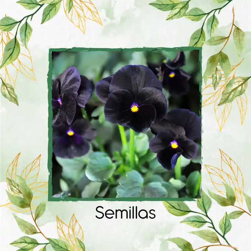 400 Semillas Orgánicas De Flor Pensamiento Casi Negro