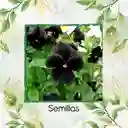 400 Semillas Orgánicas De Flor Pensamiento Casi Negro
