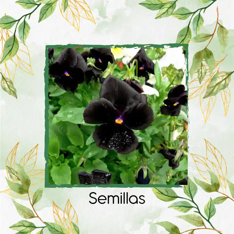 400 Semillas Orgánicas De Flor Pensamiento Casi Negro
