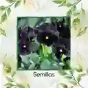 4.000 Semillas Orgánicas De Flor Pensamiento Casi Negro