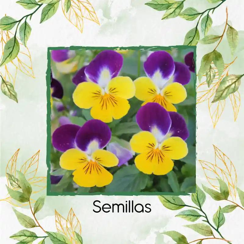 25 Semillas Orgánicas De Flor Pensamiento Cornuta