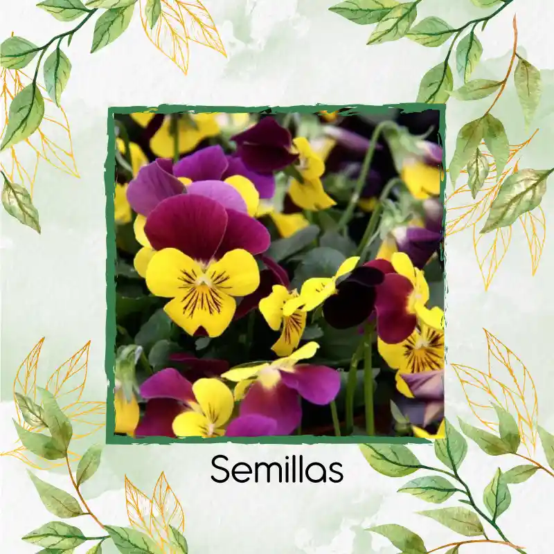 25 Semillas Orgánicas De Flor Pensamiento Cornuta