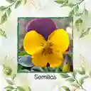 25 Semillas Orgánicas De Flor Pensamiento Cornuta