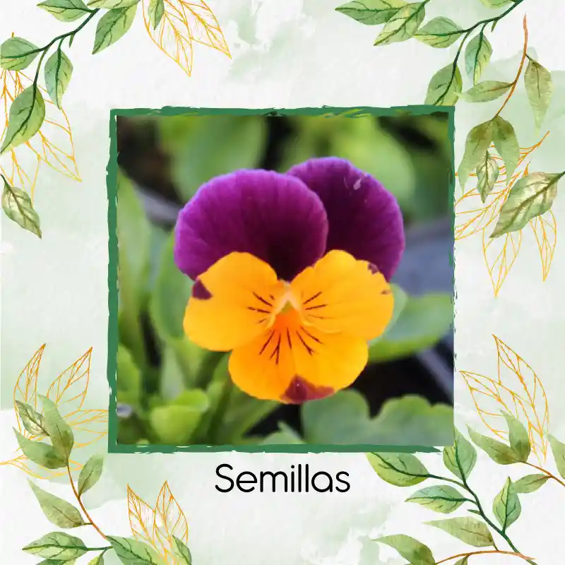 25 Semillas Orgánicas De Flor Pensamiento Cornuta