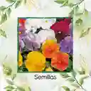 100 Semillas Orgánicas De Flor Viola Pensamiento Holanda