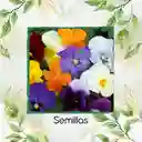 100 Semillas Orgánicas De Flor Viola Pensamiento Holanda
