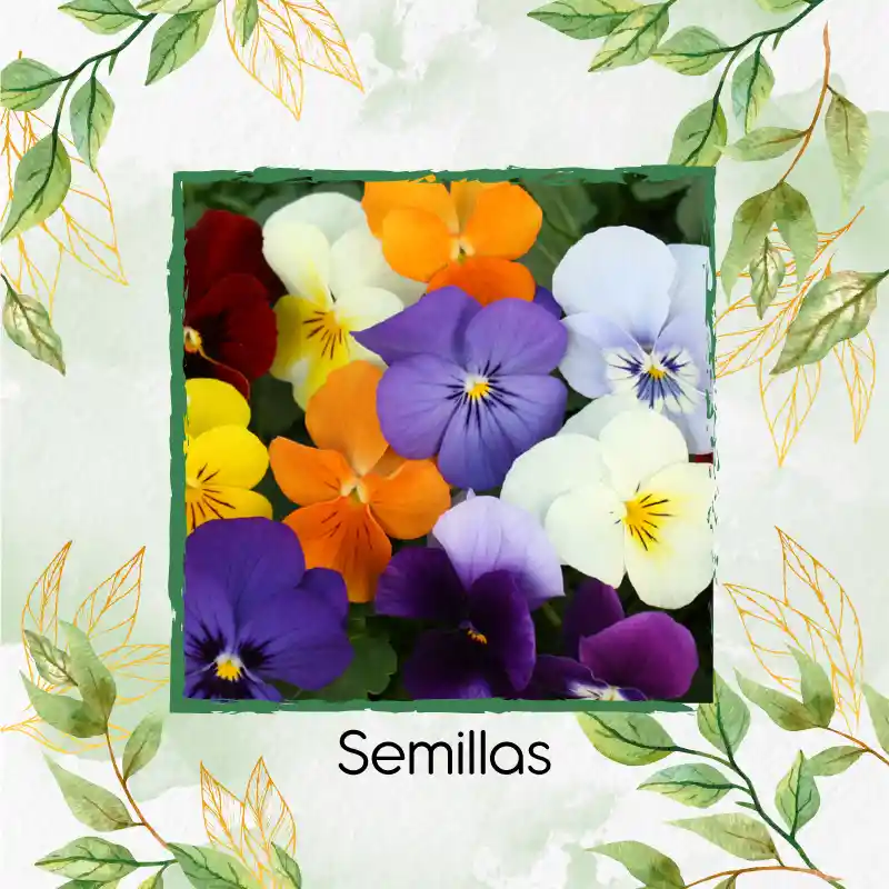 100 Semillas Orgánicas De Flor Viola Pensamiento Holanda