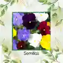 100 Semillas Orgánicas De Flor Viola Pensamiento Holanda