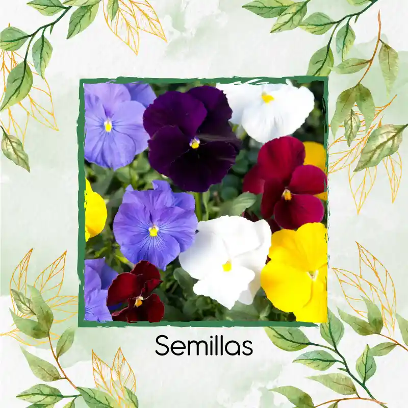 100 Semillas Orgánicas De Flor Viola Pensamiento Holanda