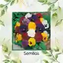 100 Semillas Orgánicas De Flor Viola Pensamiento Holanda