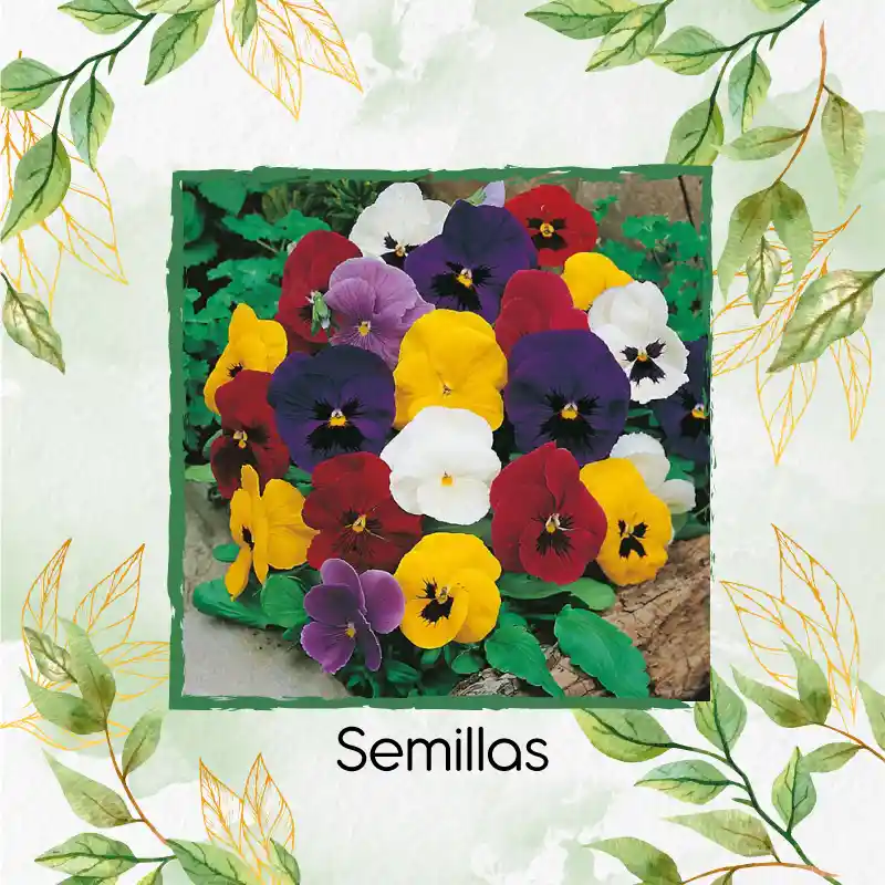 100 Semillas Orgánicas De Flor Viola Pensamiento Holanda