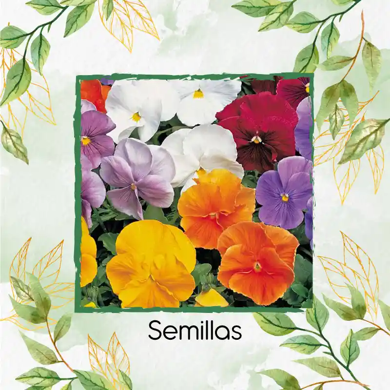 200 Semillas Orgánicas De Flor Viola Pensamiento Holanda