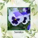 40 Semillas Orgánicas De Flor Pensamiento Blanco Suizo