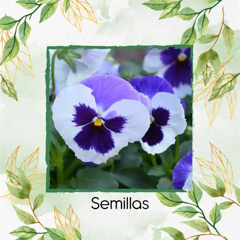 40 Semillas Orgánicas De Flor Pensamiento Blanco Suizo