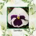 40 Semillas Orgánicas De Flor Pensamiento Blanco Suizo