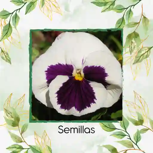 40 Semillas Orgánicas De Flor Pensamiento Blanco Suizo