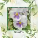 40 Semillas Orgánicas De Flor Pensamiento Blanco Suizo