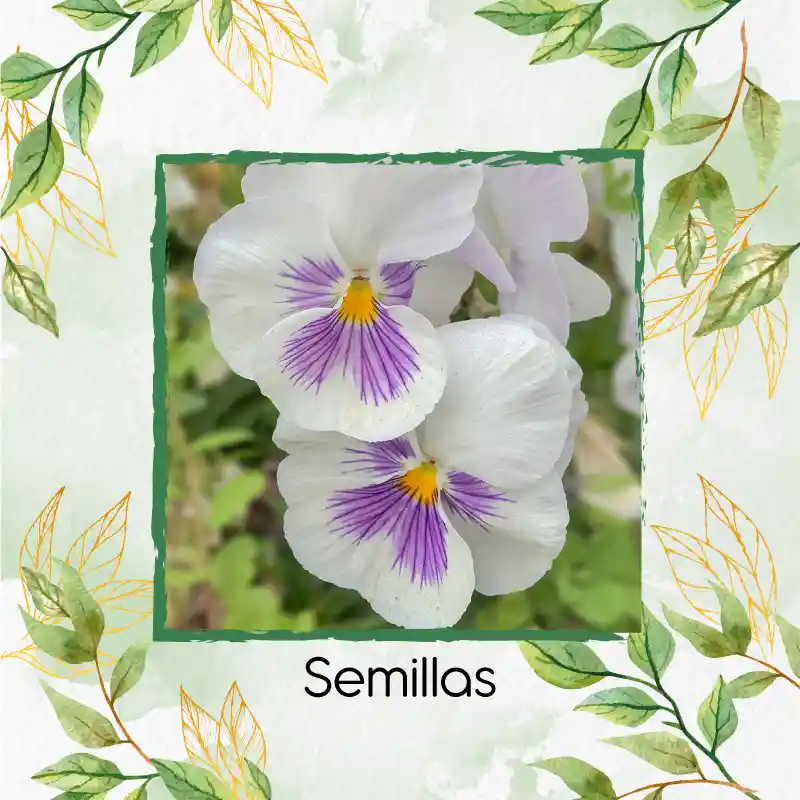 40 Semillas Orgánicas De Flor Pensamiento Blanco Suizo