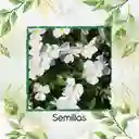 40 Semillas Orgánicas De Flor Pensamiento Blanco Suizo