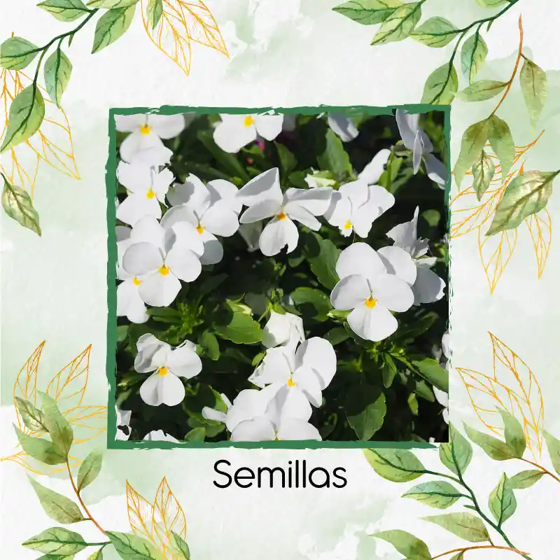 40 Semillas Orgánicas De Flor Pensamiento Blanco Suizo