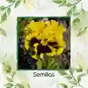 40 Semillas Orgánicas De Flor Pensamiento Oro Suizo