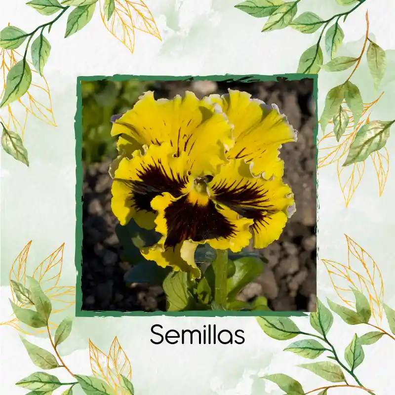 40 Semillas Orgánicas De Flor Pensamiento Oro Suizo