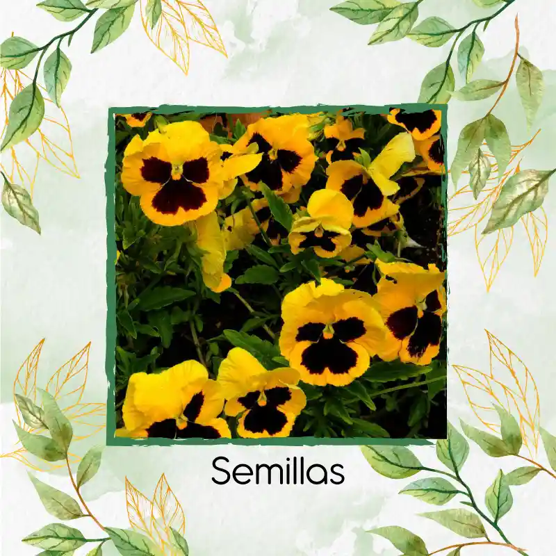 40 Semillas Orgánicas De Flor Pensamiento Oro Suizo