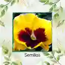 40 Semillas Orgánicas De Flor Pensamiento Oro Suizo