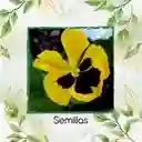 40 Semillas Orgánicas De Flor Pensamiento Oro Suizo