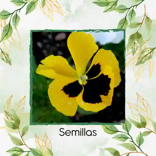 320 Semillas Orgánicas De Flor Pensamiento Oro Suizo