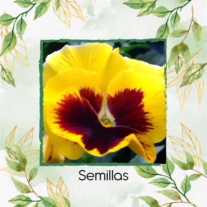 320 Semillas Orgánicas De Flor Pensamiento Oro Suizo