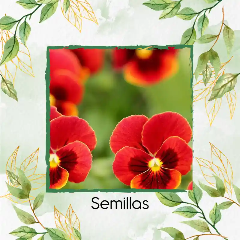 320 Semillas Orgánicas De Flor Pensamiento Rojo