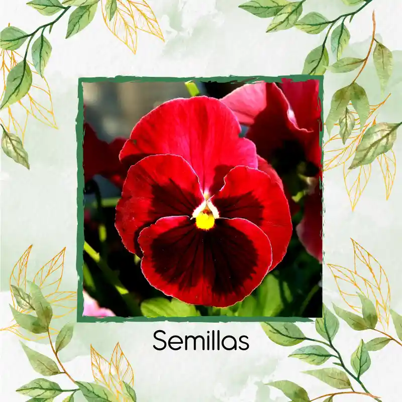 320 Semillas Orgánicas De Flor Pensamiento Rojo