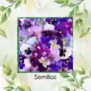 50 Semillas Orgánicas De Flor Pensamiento Mezcla