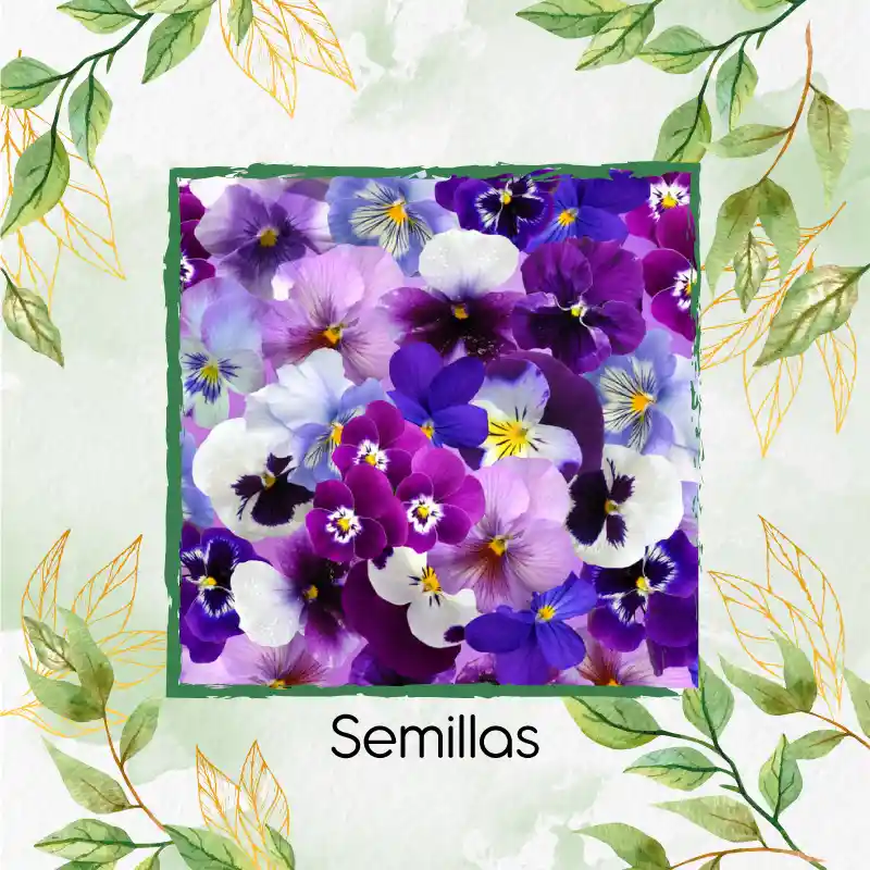 50 Semillas Orgánicas De Flor Pensamiento Mezcla