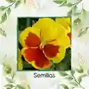 50 Semillas Orgánicas De Flor Pensamiento Mezcla