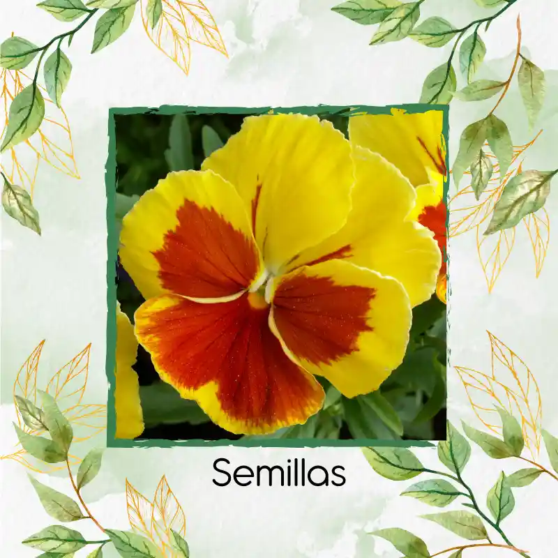 50 Semillas Orgánicas De Flor Pensamiento Mezcla