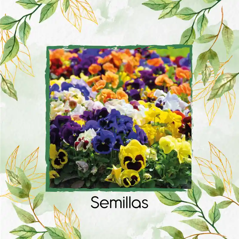 100 Semillas Orgánicas De Flor Pensamiento Mezcla