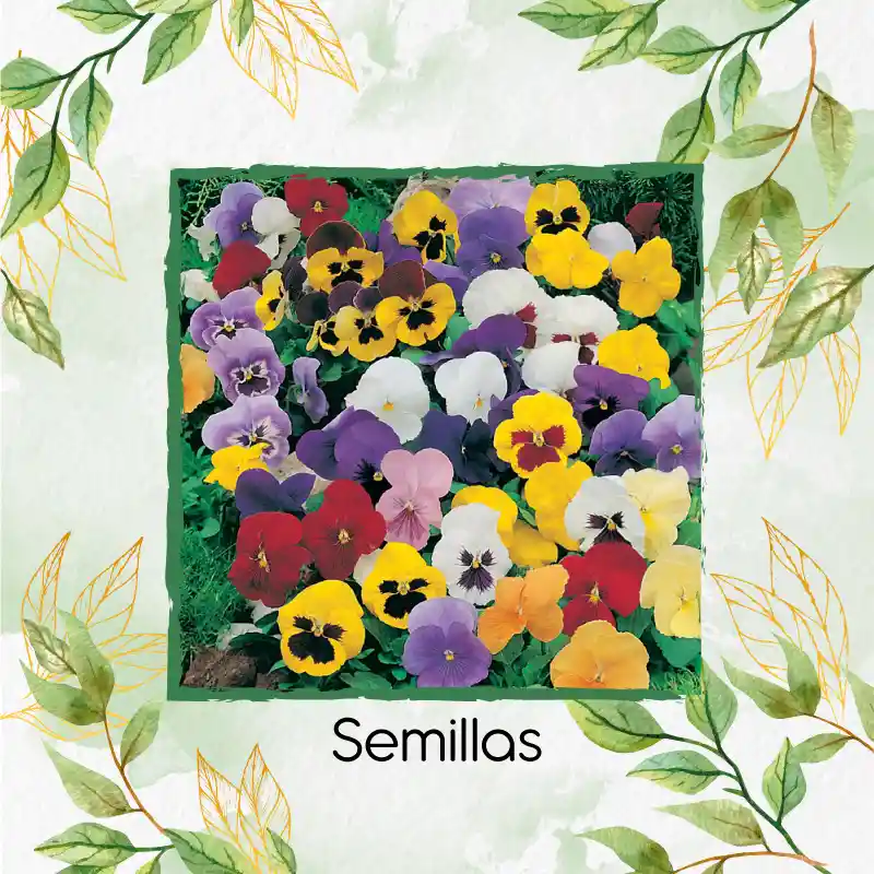 100 Semillas Orgánicas De Flor Pensamiento Mezcla