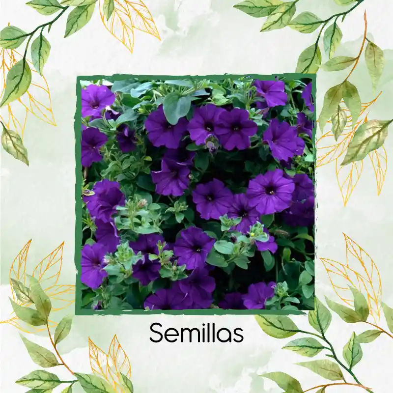 185 Semillas Orgánicas De Flor Petunia Azul Violeta