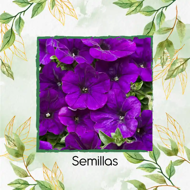 185 Semillas Orgánicas De Flor Petunia Azul Violeta